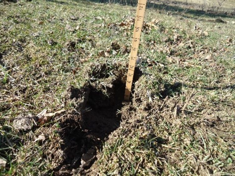 Hoofprint pasture damage caused by horses.