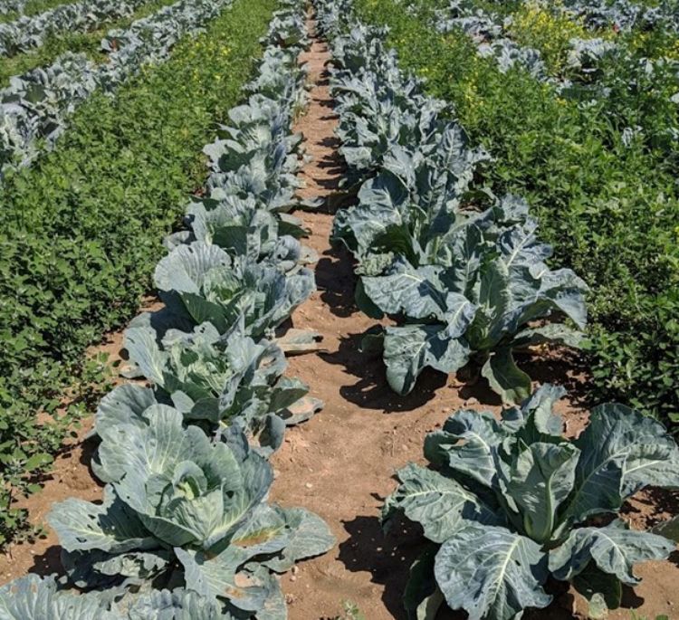 Cole crops in a field.