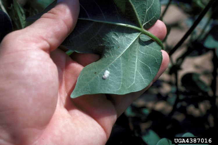 Fall armyworm egg mass on leaf.