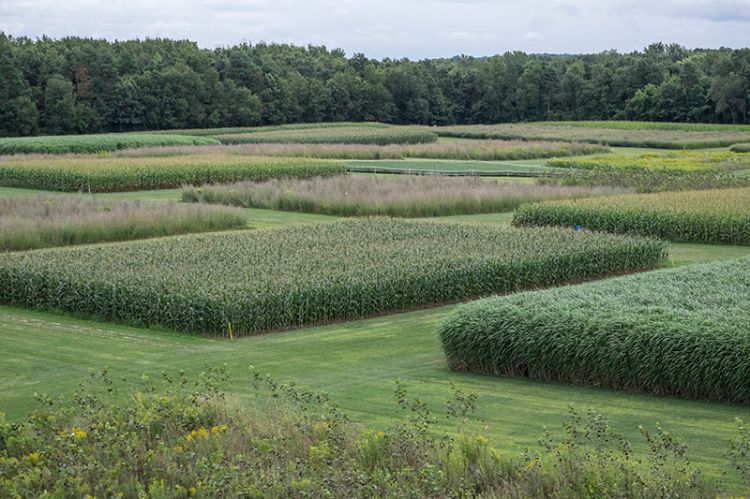 Photo of cellulosic biofuels research experiment.