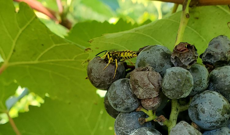 Yellow jacket on grape fruit.