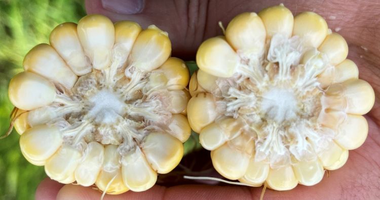 Corn at milk stage cut in half.