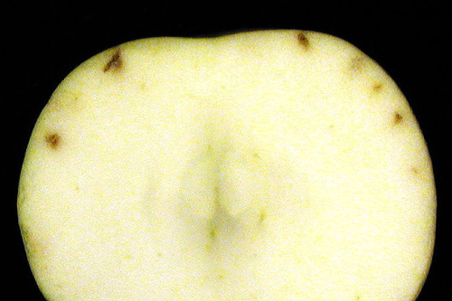 Individual lesions are dry and do not extend deep into the fruit.