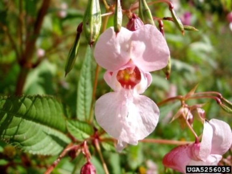 Himalayan balsam has showy flowers whose petals can be purple, magenta, pink, blue or white Photo credit: Jan Samanek, Phytosanitary Administration, Bugwood.org