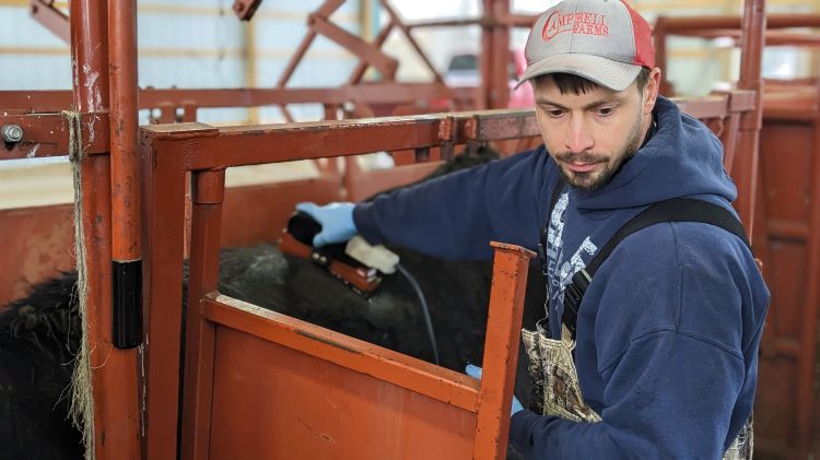 man using ultrasound machine on cow in a pen.