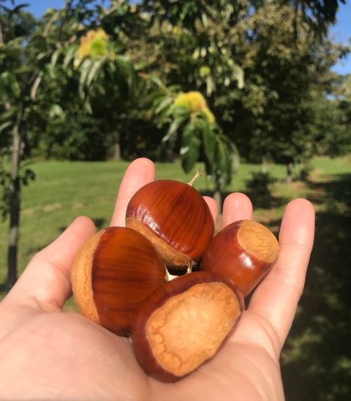 A hand holding four chestnuts with a chestnut tree in the background.