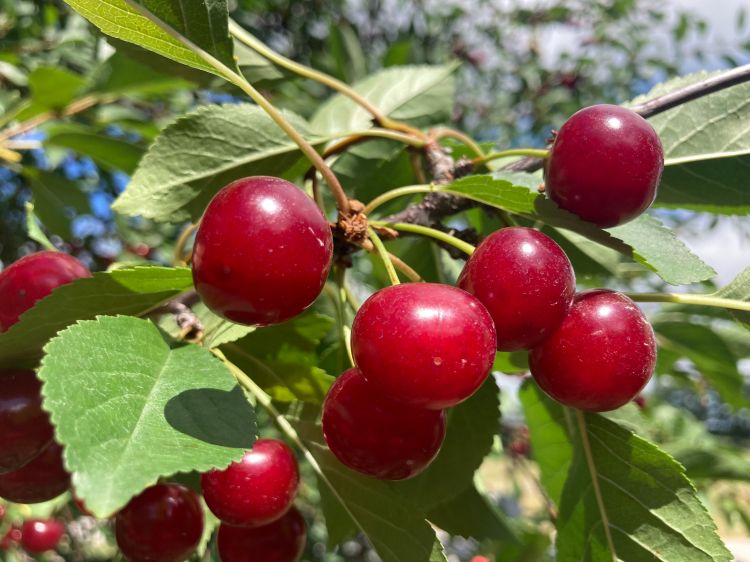 Montmorency cherry