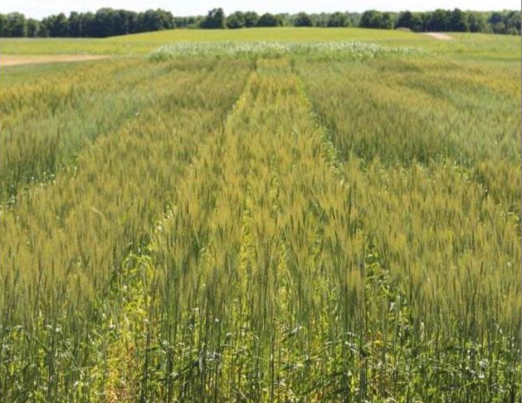 Spring wheat