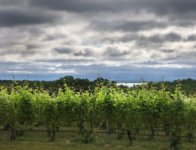 Grape vineyard.