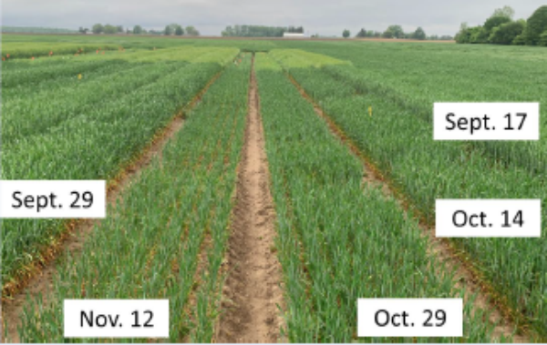 Wheat Planting Date