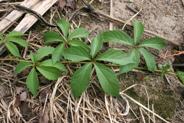 virginia creeper