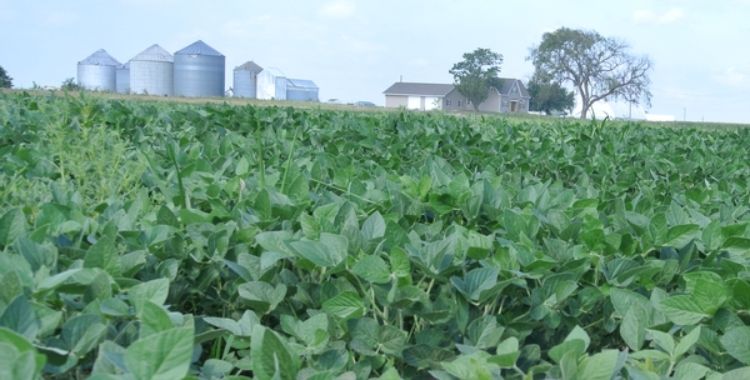 American soybean farm