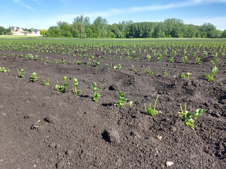 Groundhog damage to celery