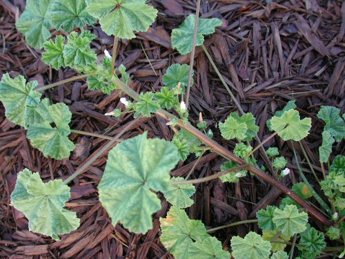 common mallow4.jpg