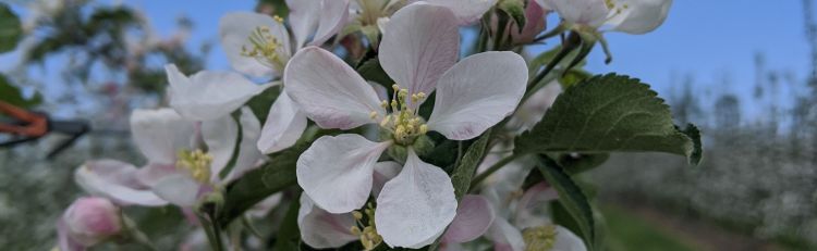 Apple blossoms.