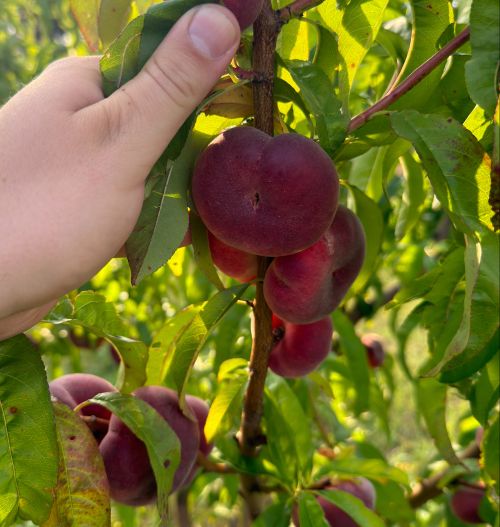 A hand holding onto a branch that has several red peaches hanging from it.