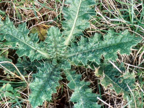  bull thistle1.jpg 