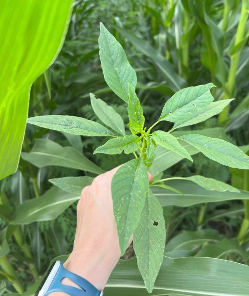 A hand holds a waterhemp plant, with a corn field in the background.