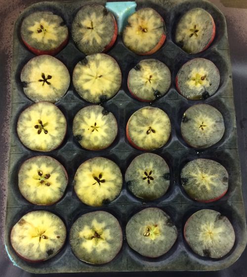 Mixed maturity indicated by iodine staining variability in Gale Gala.
