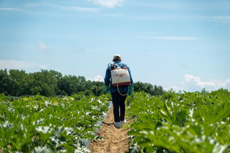 A person carrying a tank of pesticides on their back walks between rows of crops, spraying pesticides.