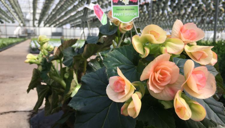 Cut flowers in a greenhouse.