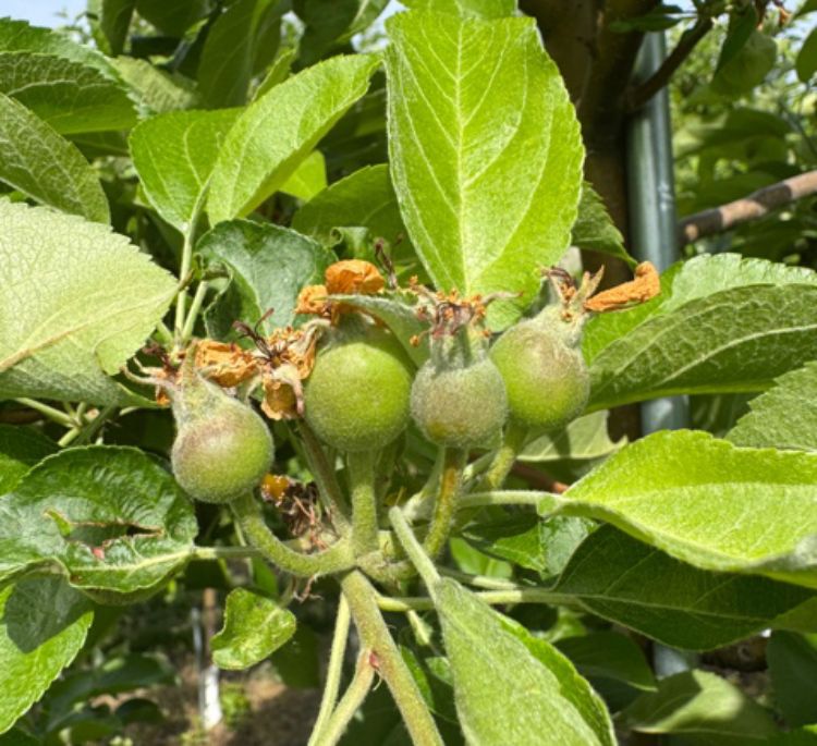 A cluster of small, unripe apple fruits