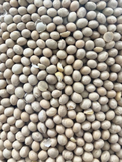 A close-up of a large quantity of beige colored treated soybean seeds.