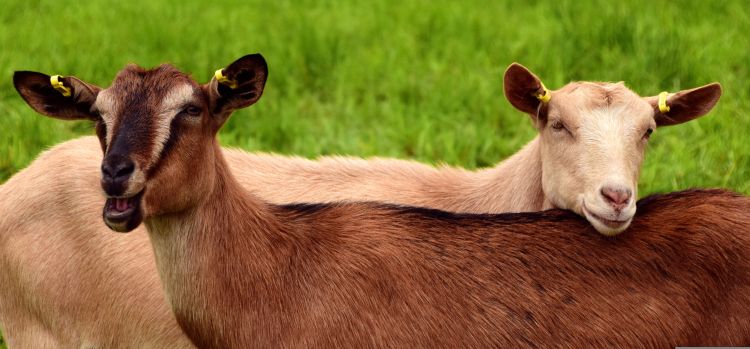 A light brown goat rests its head on the back of a dark brown goat.