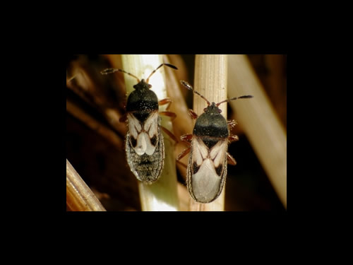 Chinch bugs on plant 