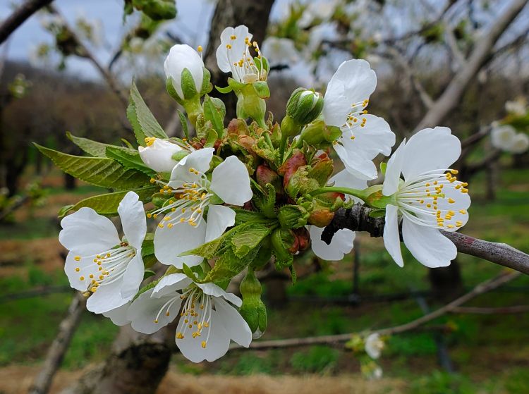 Sweet cherries blooming.