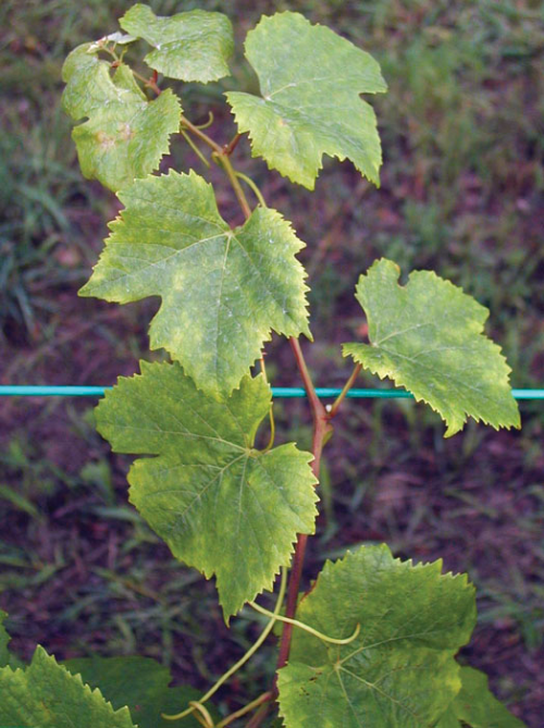  Sensitive varieties can display yellowed leaves and “cupping” after potato leafhopper feeding. 