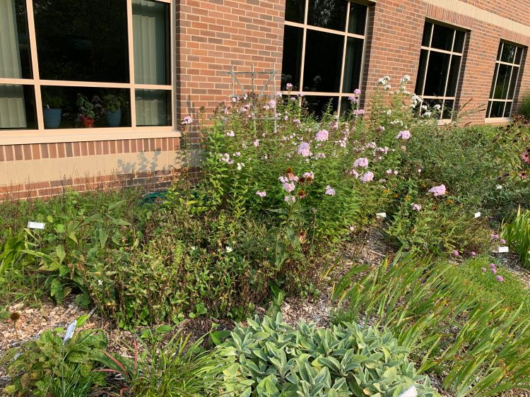 Daisies and phlox