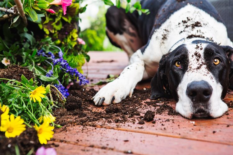 A black and white dog with dirt on its face and back is laying down on a wooden porch next to spilled soil and flowers.