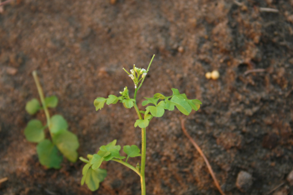 hairy bittercress plant