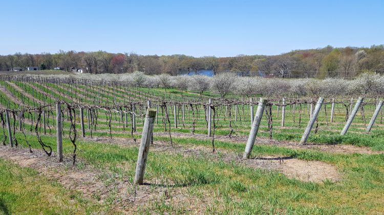A grape vineyard in early spring.