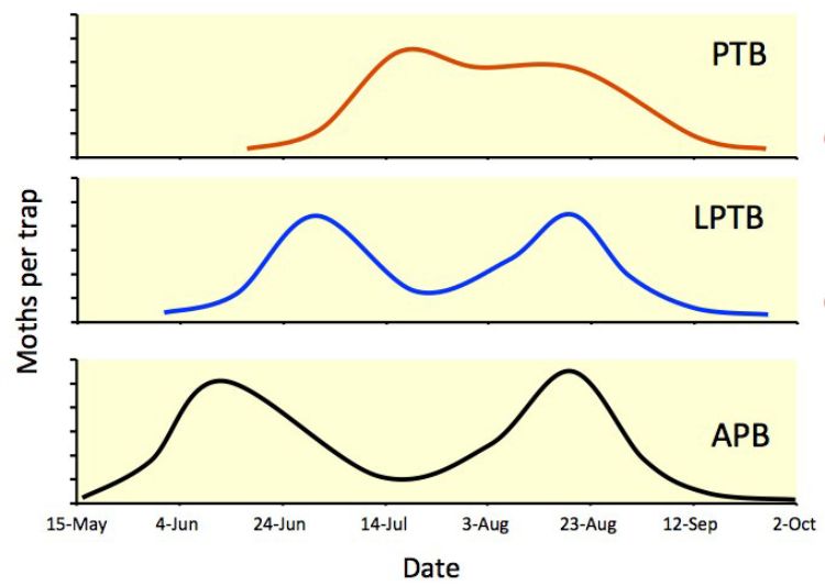 Flight period for American plum borers, lesser peachtree borers and greater peachtree borers.