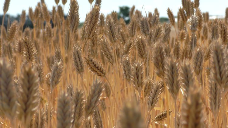 Winter barley in a field