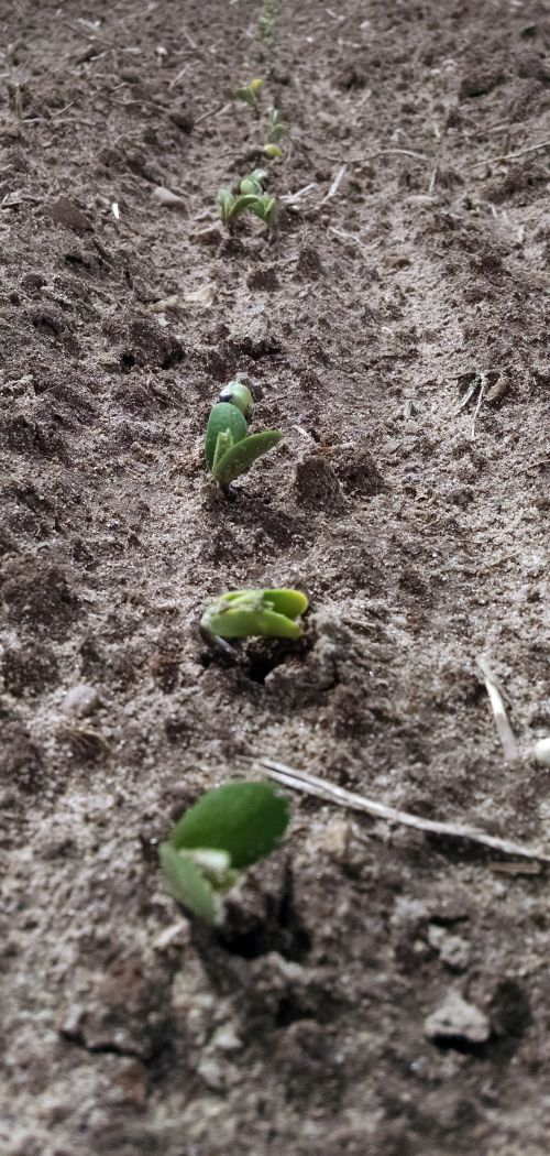 Soybeans crack through the soil on a farm in Presque Isle County. Photo credit: James DeDecker, MSU Extension