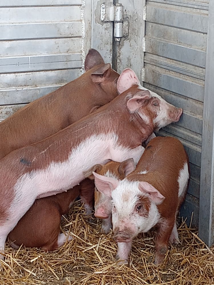 Feeders pigs pictured during a site assessment.