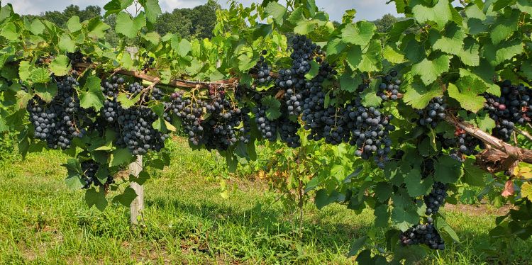 Grape vineyard.