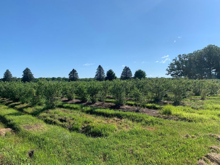 A fruit orchard.