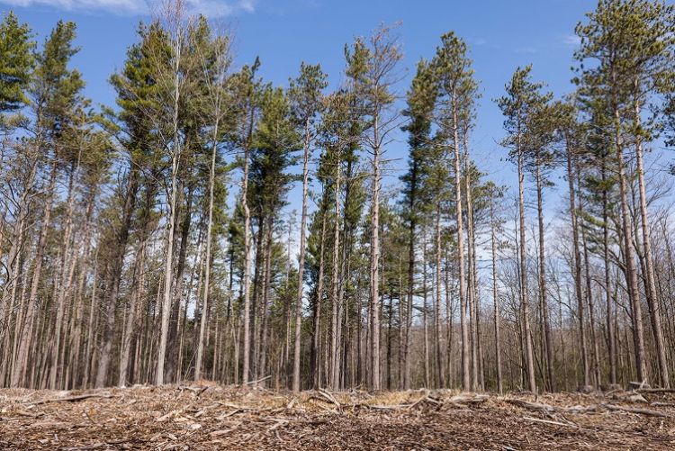 A thinned section of a state forest with a clear blue sky in the background.