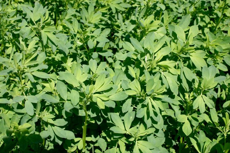 Pre-bud alfalfa. Photo by Phil Kaatz, MSU Extension.