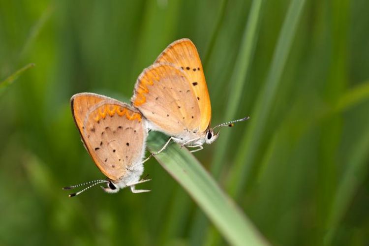 A pair of Dorcas Copper butterflies