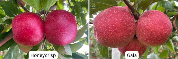 Honeycrisp and Gala apples