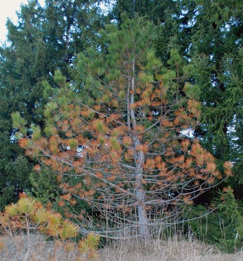 Austrian pine along the roadside with Dothistroma needle blight. Photo: Jill O'Donnell, MSU Extension.