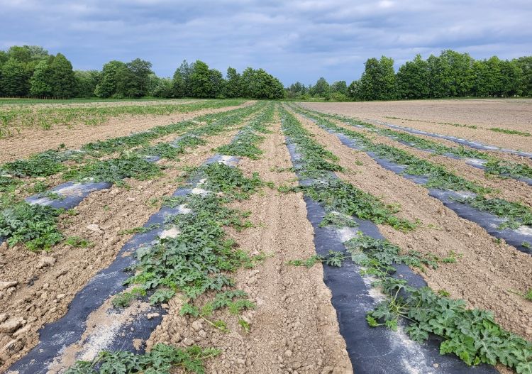 watermelons beginning to run