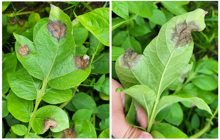 Composite image showing symptoms of potato late blight. The left shows water-soaked lesions with light green borders on the upper leaf surface. The right shows fuzzy, gray-white growth along lesion margins on the underside of a leaf.