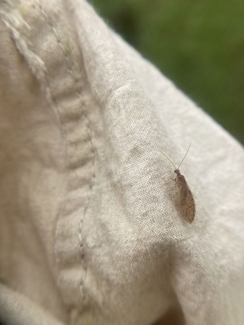 cream colored cloth with a brown bug on it