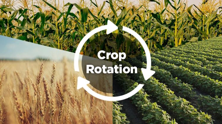 Diagram showcasing the crop rotation of soybeans, wheat, and corn.